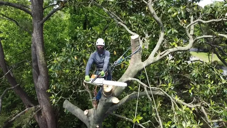 Tree Removal by TreeCo in Hampton Roads