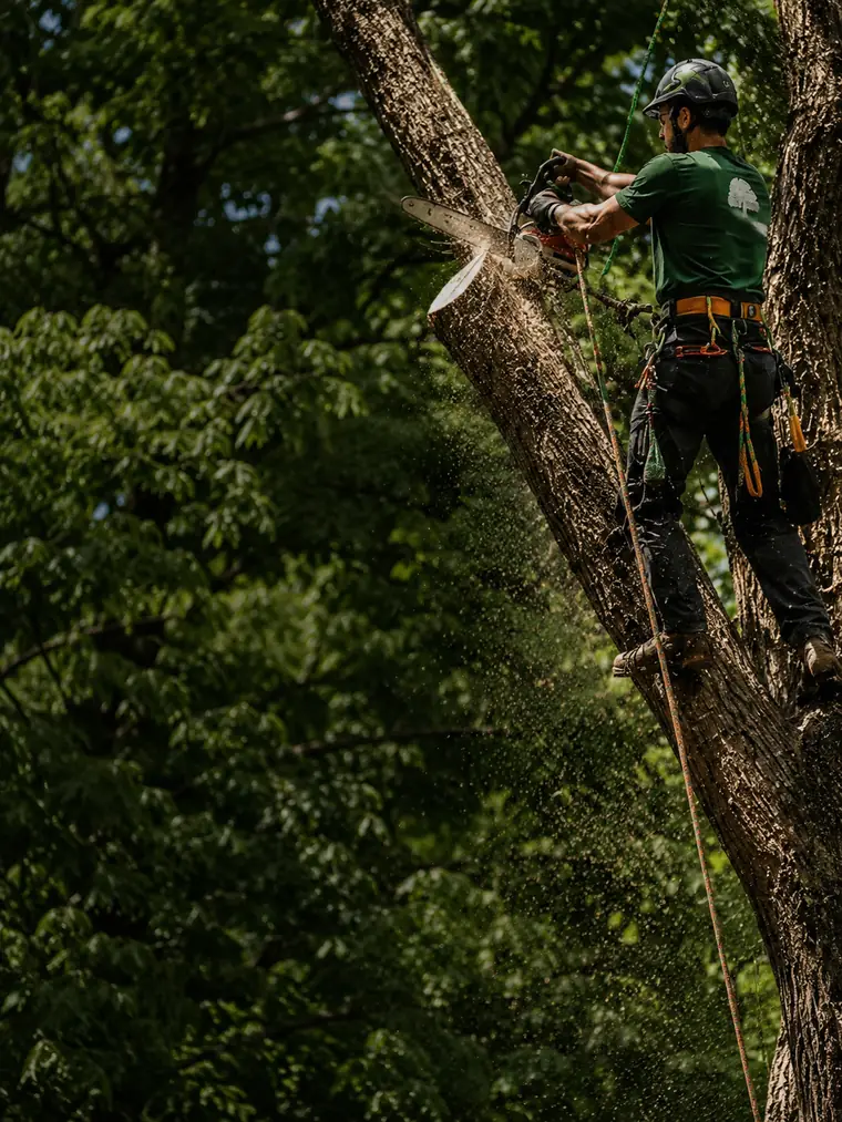 TreeCo climber roped into a tree canopy with a chainsaw