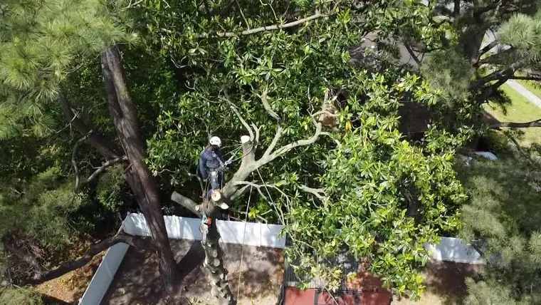 Tree Trimming by TreeCo in Hampton Roads