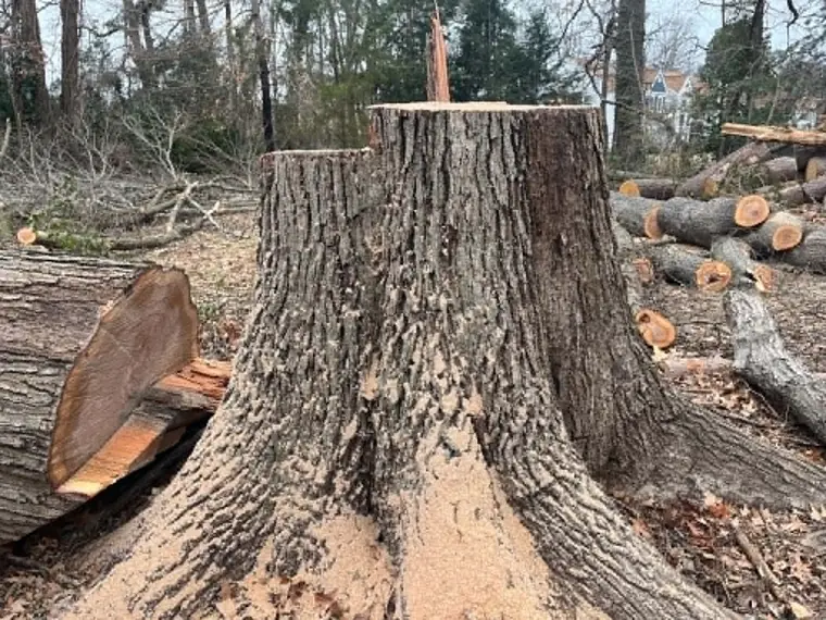 Hardwood stump after a removal